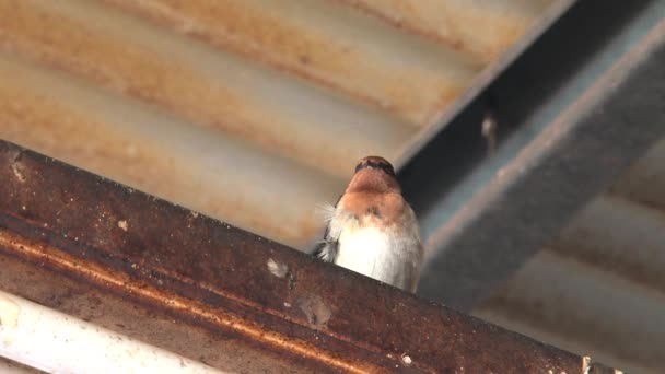 Καταπιείτε Πτηνά Στην Outback Της Αυστραλίας — Αρχείο Βίντεο