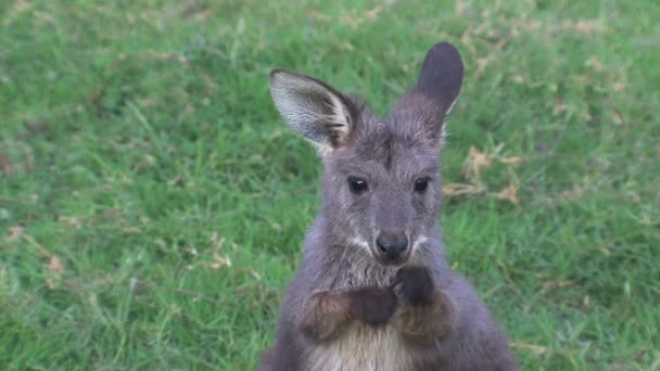 Île Kangourou Australie Cygnes Noirs Marchant Ensemble — Video