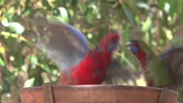 Comer Aves Isla Canguro Australia — Vídeo de stock