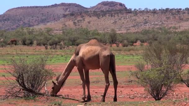 Kameel Wandelen Outback Van Australië — Stockvideo
