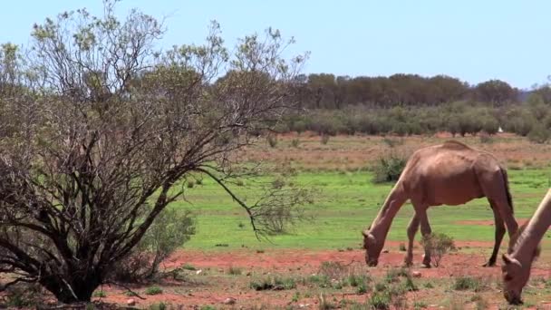 Καμήλα Περπάτημα Στην Outback Της Αυστραλίας — Αρχείο Βίντεο