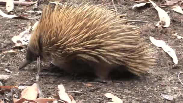 オーストラリアのカンガルー島で食べ物を探しているエチドナ — ストック動画