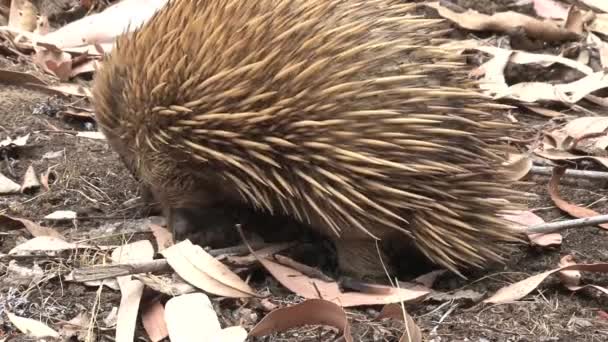 Echidna Ψάχνουν Για Φαγητό Στο Νησί Kangaroo Αυστραλία — Αρχείο Βίντεο