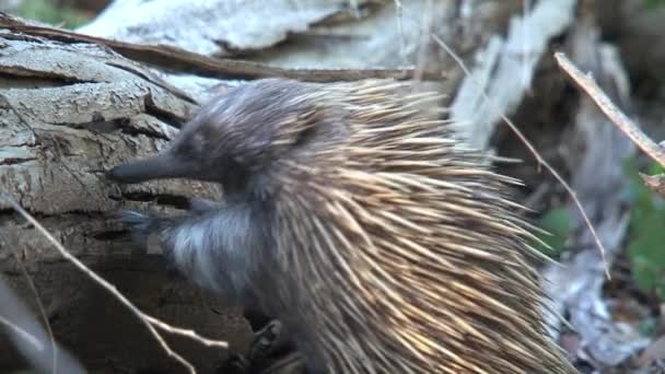 Echidna Élelmet Keres Kenguru Szigeten Ausztráliában — Stock videók