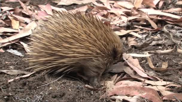 Echidna Alla Ricerca Cibo Presso Isola Dei Canguri Australia — Video Stock