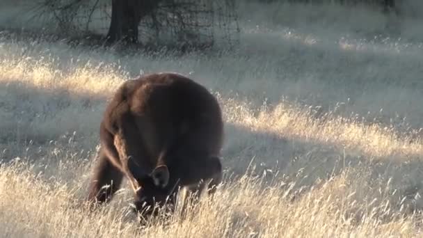 Kangoeroes Kangaroo Eiland Australië — Stockvideo