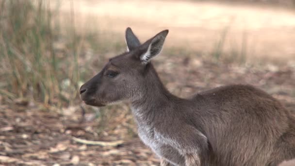 澳大利亚袋鼠岛的袋鼠 — 图库视频影像