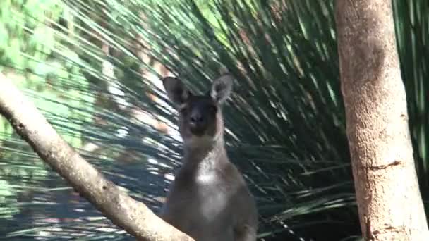 Cangurus Ilha Canguru Austrália — Vídeo de Stock