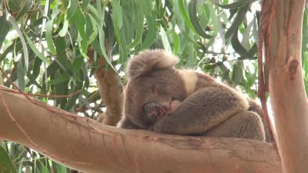 Koala Isla Canguro Australia — Vídeos de Stock