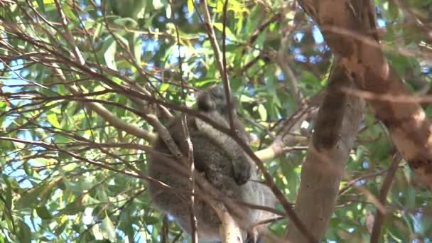 Koala Sur Île Kangourou Australie — Video