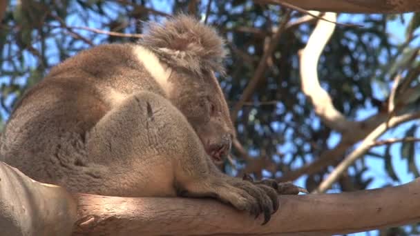 Koala Isla Canguro Australia — Vídeos de Stock