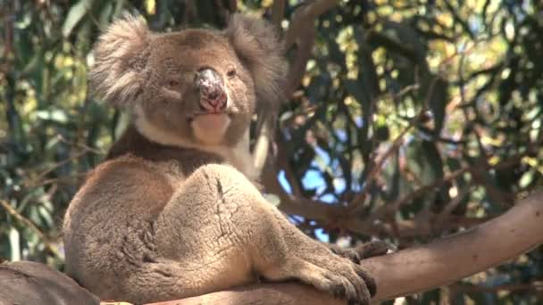 Koala Isla Canguro Australia — Vídeos de Stock