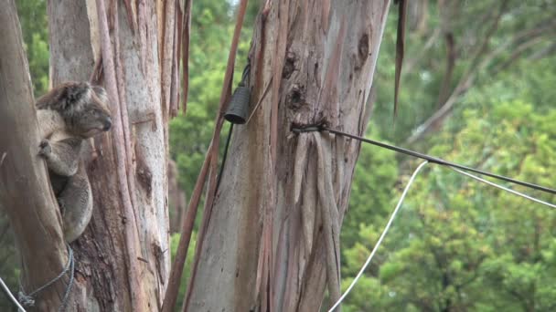 Koala Острове Кенгуру Австралии — стоковое видео