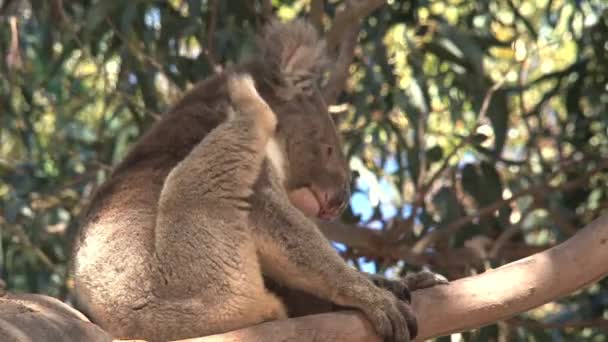 Koala Wyspie Kangaroo Australii — Wideo stockowe