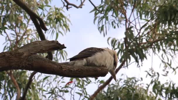 Kookaburra Australischen Outback — Stockvideo