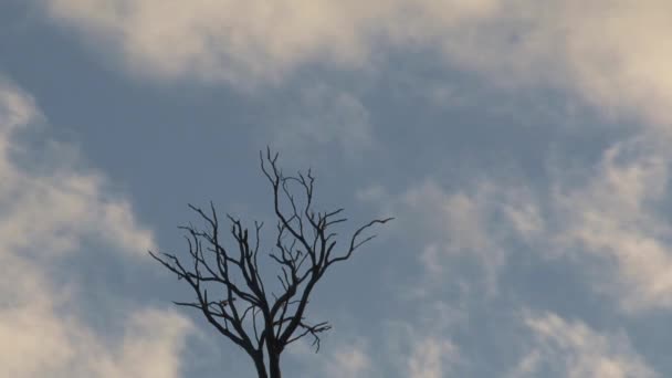 Time Lapse Australian Landscape Outback Australia — Stock Video