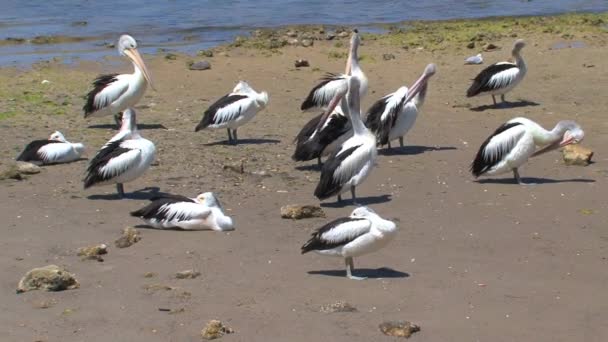 Australian Pelican Kangaroo Island Australia — Stock Video