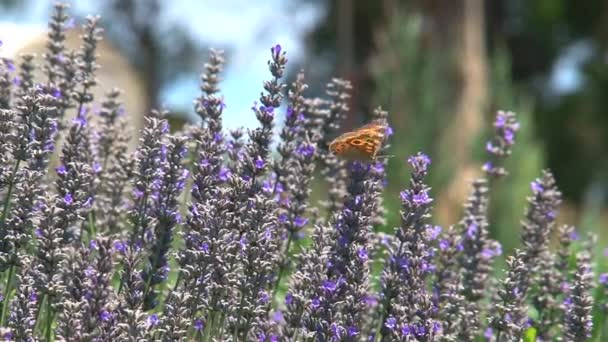 Avustralya Nın Dandenong Sıradağları Nda Çiçeklerin Üzerindeki Kelebek — Stok video