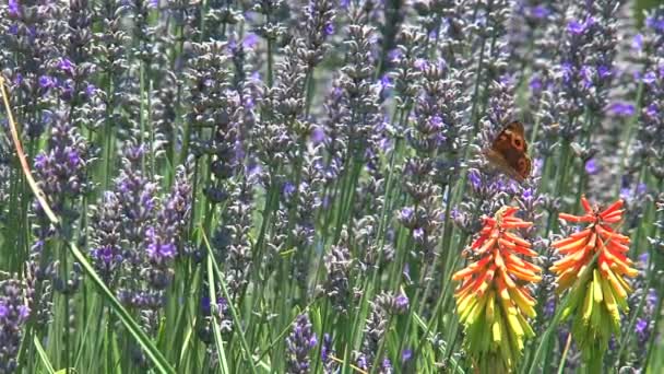 Ausztrál Növények Pillangóval Dandenong Tartományok Ausztrália — Stock videók