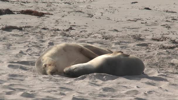 Dois Leões Marinhos Dormindo Praia Seal Bay Conservation Park Ilha — Vídeo de Stock