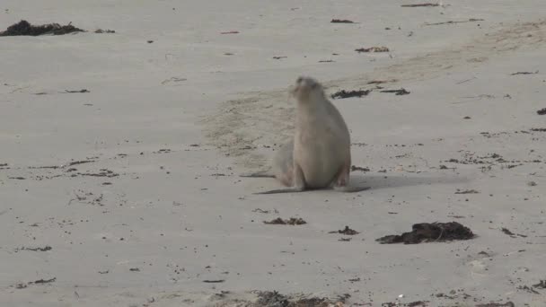 Sealions Praia Kangaroo Island Austrália — Vídeo de Stock