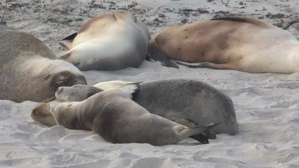 Sealions Praia Kangaroo Island Austrália — Vídeo de Stock