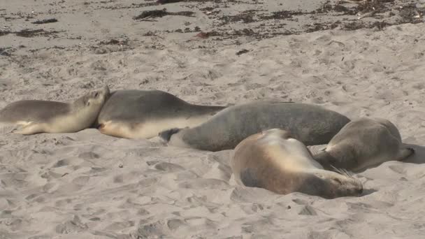 Groep Zeeleeuwen Slapen Het Strand Van Seal Bay Conservation Park — Stockvideo