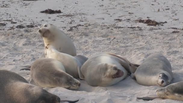 澳洲袋鼠岛上海豹湾保护区海滩上的海狮大战 — 图库视频影像