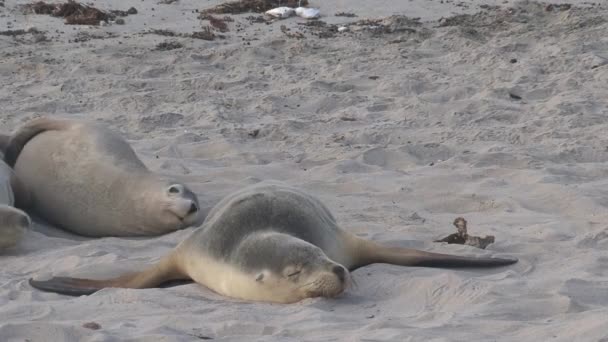 Mořští Lachtani Spící Pláži Seal Bay Conservation Park Ostrově Klokan — Stock video