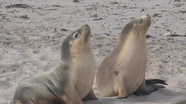 Dva Lachtani Pláži Seal Bay Conservation Park Ostrově Klokan Austrálii — Stock video