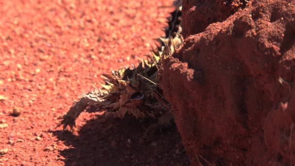 Thorny Djävul Bakom Sten Utkanten Australien — Stockvideo