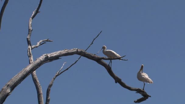 Spoonbill Isla Canguro Australia — Vídeo de stock