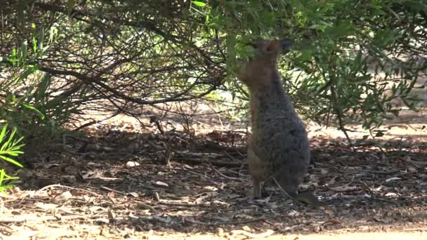 Kangaroo Island Australië Zwarte Zwanen Die Samen Wandelen — Stockvideo