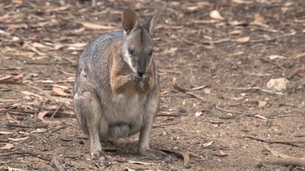 Kangaroo Island Australië Zwarte Zwanen Die Samen Wandelen — Stockvideo