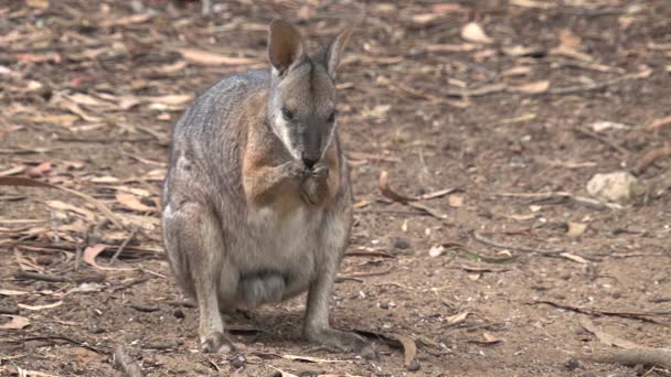 Isla Canguro Australia Cisnes Negros Caminando Juntos — Vídeo de stock