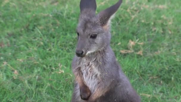 Kangaroo Island Australia Czarne Łabędzie Spacerujące Razem — Wideo stockowe
