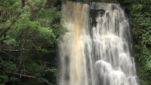 Catlins Νότιο Νησί Νέα Ζηλανδία — Αρχείο Βίντεο