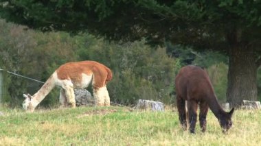 Alpaca, Batı Sahili, Yeni Zelanda