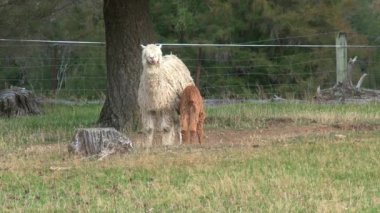 Alpaca, Batı Sahili, Yeni Zelanda