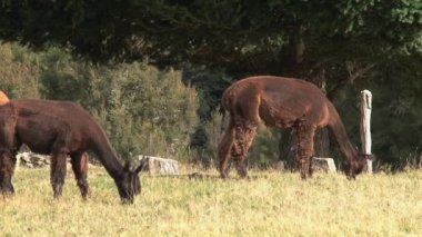 Alpaca, Batı Sahili, Yeni Zelanda