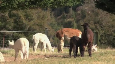 Alpaca, Batı Sahili, Yeni Zelanda