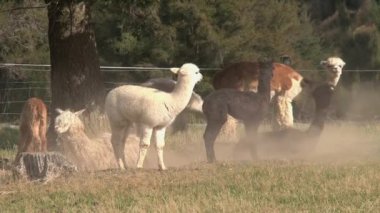 Alpaca, Batı Sahili, Yeni Zelanda