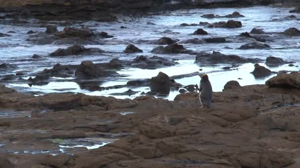 Pinguim Olhos Amarelos Nova Zelândia — Vídeo de Stock