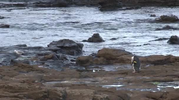 Pingüino Ojos Amarillos Nueva Zelanda — Vídeos de Stock