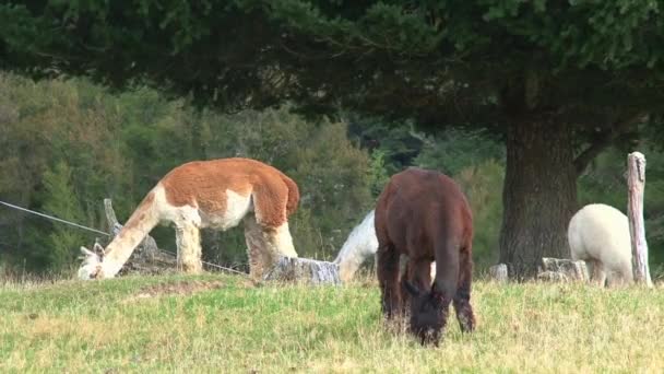 新西兰西海岸的Alpaca — 图库视频影像