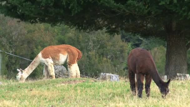 Alpaca Vestkysten New Zealand – Stock-video