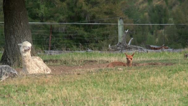 Alpaga Côte Ouest Nouvelle Zélande — Video