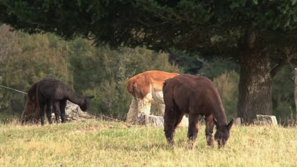 Alpaca Costa Oeste Nueva Zelanda — Vídeos de Stock