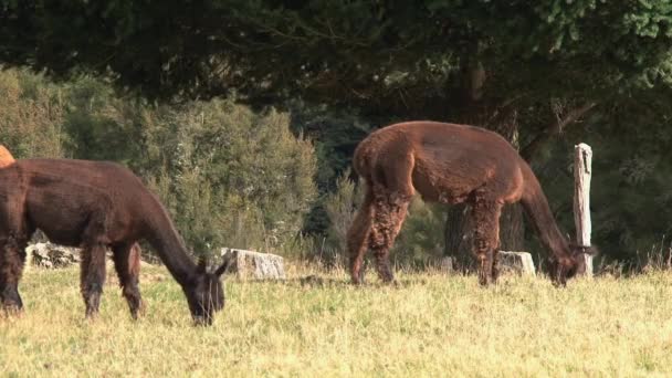 Alpaca Costa Oeste Nueva Zelanda — Vídeos de Stock