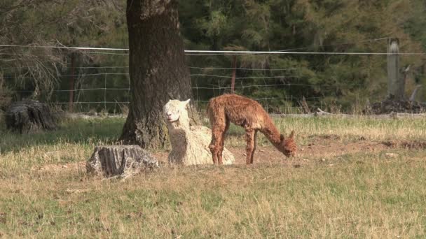 新西兰西海岸的Alpaca — 图库视频影像